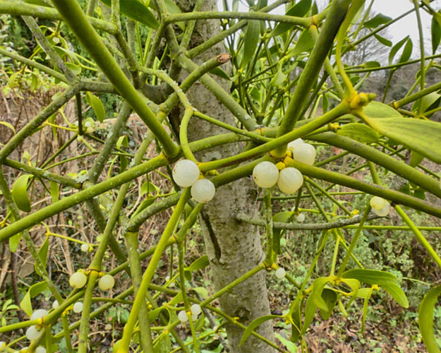 Mistletoe at Arnside