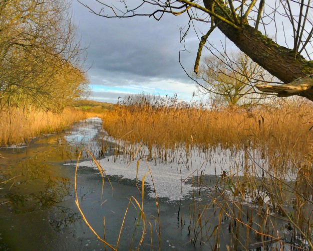 Leighton Moss